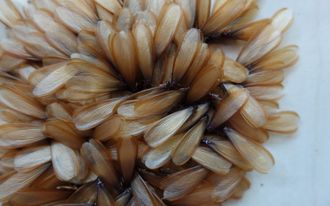 Nouvelles normes termites et état parasitaire