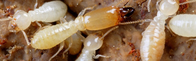 termites-bois